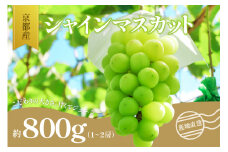 ＜京都産＞シャインマスカット　約800g （1～2房） 【007-02】