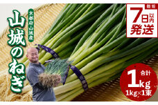 【スピード発送】最短7日以内発送！！山城のねぎ 1kg 京野菜 ネギ 山城のねぎ 京都府 木津川市 ねぎ 葱 京都府産 野菜  【001-12-S】