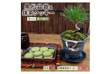 黒松盆栽&抹茶クッキーセット【1047275】