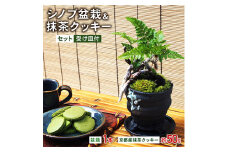 シノブ盆栽&抹茶クッキーセット【1047274】