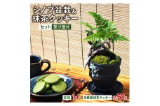 シノブ盆栽&抹茶クッキーセット【1047274】