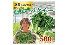 パクチー500g【1580066】