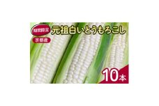 先行予約 京都府 元祖 白い とうもろこし ホワイトコーン 10本【1617332】