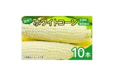 ＜訳あり＞京都府産 白い とうもろこし　ホワイトコーン 10本 (個包装)【1618532】