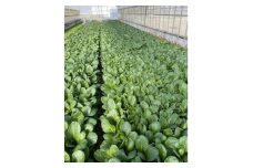 訳あり　季節の野菜セット4～6品詰め合わせ【1613720】