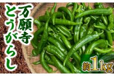 万願寺とうがらし 1kg 野菜 夏野菜 京野菜 産地 直送 伝統 とうがらし 特産品 地場野菜 唐辛子 万願寺唐辛子 旬 揚げ物 炒め物  井手町 京都