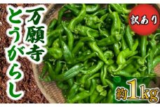 訳あり 万願寺とうがらし 1kg 野菜 夏野菜 京野菜 産地 直送 伝統 とうがらし 特産品 地場野菜 唐辛子 万願寺唐辛子 旬 揚げ物 炒め物  井手町 京都