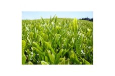 【令和7年新茶 先行受付】京都の老舗古畑園の宇治新茶　70g×3パック〈新茶 お茶 煎茶 緑茶 宇治茶 日本茶 老舗 最高金賞 高品質 飲料〉　y0101