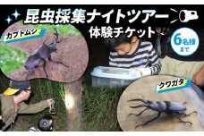 【体験期間は2025年６月～８月中旬】虫捕り名人と行くドキドキわくわく「昆虫採集ナイトツアー」1グループご利用券(6名様まで) 体験チケット 京都 虫取り [№5299-0048]