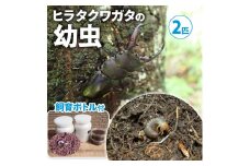 【配送期間は2026年1月下旬～4月上旬に随時配送】ヒラタクワガタ（幼虫・２匹）飼育ボトル付 生き物 エサ付き [№5299-0052]