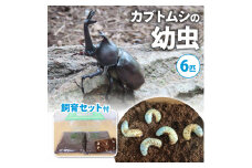 【配送期間は2026年1月下旬～4月上旬に随時配送】カブトムシ（幼虫・6匹）飼育セット付 生き物 かぶとむし 昆虫 [№5299-0053]