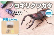 【配送期間は2025年6月下旬～8月上旬に随時配送】ノコギリクワガタ（成虫）オスメス１ペア飼育セット付 [№5299-0050]