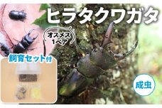 【配送期間は2025年6月下旬～8月上旬に随時配送】ヒラタクワガタ（成虫）オスメス１ペア飼育セット付 [№5299-0101]