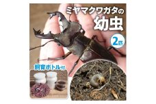 【配送期間は2026年1月下旬～4月上旬に随時配送】ミヤマクワガタ（幼虫・2匹）飼育ボトル付 生き物 昆虫 男の子 子供 飼育観察 大型 夏休み 自由研究 自然 環境 学習 孫 プレゼント[№5299-0102]