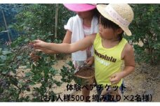 うえだブルーベリー畑の摘み取り体験ペアチケット（お1人様500g摘み取り×2名様）【体験期間は8月～9月】 [№5299-0112]