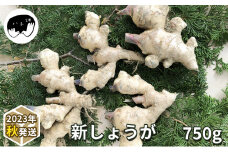 新しょうが750g（2023年秋発送） [№5299-0108]