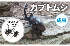 【配送期間は2025年6月下旬～8月上旬に随時配送】カブトムシ（成虫）オスメス１ペア[№5299-0165]