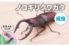 【配送期間は2025年6月下旬～8月上旬に随時配送】ノコギリクワガタ（成虫）オスメス１ペア[№5299-0166]