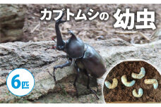【配送期間は2026年1月下旬～4月上旬に随時配送】カブトムシ（幼虫6匹）[№5299-0169]