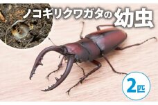 【配送期間は2026年1月下旬～4月上旬に随時配送】ノコギリクワガタ（幼虫２匹）[№5299-0170]