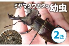 【配送期間は2026年1月下旬～4月上旬に随時配送】ミヤマクワガタ（幼虫２匹）[№5299-0171]