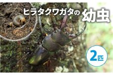 【配送期間は2026年1月下旬～4月上旬に随時配送】ヒラタクワガタ（幼虫２匹）[№5299-0172]