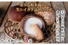 原木栽培 生シイタケ詰め合わせ 天然 しいたけ 京都 京丹波町産 椎茸 ※北海道・沖縄は配送不可 [010TS003L]