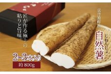 芋づくりの匠が育てた自然薯 ≪数量限定≫ 京都 京丹波町産 2～3本入り 約800g ごはんのおとも ギフト 芋屋 京丹波博蔵 自然農園　[013SH001L]