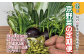 京丹波町はじめ京都丹波地域では多くの京野菜が生産されています。四季に合わせて新鮮な京野菜を6カ月間、毎月定期的にお届けします。