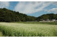 京丹波町に広がる蕎麦畑。