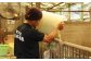 こだわりの飼料と厳格な生産管理体制が、脂身の甘い、柔らかく引き締まった肉質の豚肉をつくり上げています。