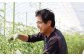 食べごろを見極めて、最もおいしい完熟状態のトマトだけを厳選して収穫し、お届けします。
