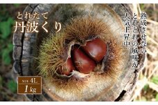 とれたて 丹波くり 4L 1kg（京都 京丹波町産）【 大粒 和栗 生栗 国産栗 地域限定 丹波栗 くり 栗 栗ご飯 】 ※北海道・沖縄・その他離島は配送不可　[018TNX002L]