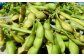大粒の丹波黒大豆の枝豆が鈴なりに。