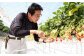 あきひめを大切に育てる株式会社京都誠志郎農園の代表・西森強さん。