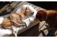 老犬ホームあんでは、いろいろな理由で飼えなくなってしまった老犬や成犬を預かり、犬と飼い主が安心して暮らせる環境を提供しています。