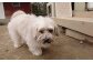 日本では年間数千万の犬達が殺処分されています。その現実から目を背けず、犬達を救う活動を行います。