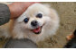 老犬ホームあんでは、いろいろな理由で飼えなくなってしまった老犬や成犬を預かり、犬と飼い主が安心して暮らせる環境を提供しています。