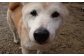 日本では年間数千万の犬達が殺処分されています。その現実から目を背けず、犬達を救う活動を行います。