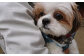 日本では年間数千万の犬達が殺処分されています。その現実から目を背けず、犬達を救う活動を行います。