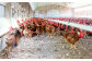 京赤地どりは、広々とした鶏舎での平飼いなので鶏にストレスなく、元気に育っています。