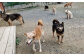 老犬ホームあんでは、いろいろな理由で飼えなくなってしまった老犬や成犬を預かり、犬と飼い主が安心して暮らせる環境を提供しています。