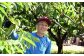 栗農家・今川さんの土づくりへのこだわり、確かな剪定技術、そして栗づくりにかける情熱が、大粒で美味しい栗を生み出しています。