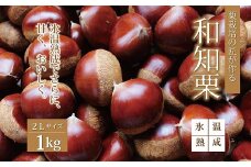 ≪数量限定≫氷温熟成 和知栗 2Lサイズ 1kg 京都 京丹波町産 丹波栗 くり 丹波くりマイスター 高糖度 丹波マロンファーム ※北海道・沖縄・その他離島は配送不可 [012MR003L]