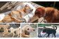 犬たちは自然豊かな環境でのびのびと過ごしています。