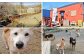 犬の保育、ドッグホテル、短期・長期・終生のお預かり、ドッグラン、ドッグカフェ、トリミング、里親サポートなど幅広い事業を展開。