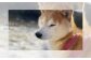 一般社団法人愛犬愛護協会は、犬と人が共に生きる社会をめざして活動しています。