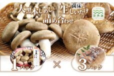 大黒本しめじ 生しいたけ 詰め合わせ （ 国産 京都 きのこ キノコ 大判 丹波 しめじ 本シメジ 食感 シャキシャキ 旨味たっぷり 菌床 シイタケ 椎茸 天ぷら 鍋 炒め物 ） ※北海道・沖縄・その他離島への配送不可 [010MK005]