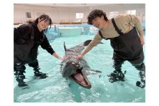 ノアドルフィンドーム　浅瀬でイルカと遊ぶ体験 ペア入場券付