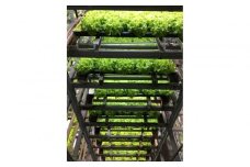 Osaka Agri Marche フリルレタス・バタビアレタス